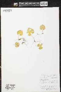 Viola blanda image