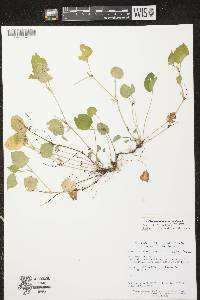 Viola labradorica image