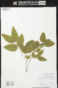 Lonicera canadensis image