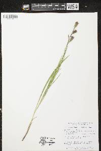 Liatris cylindracea image