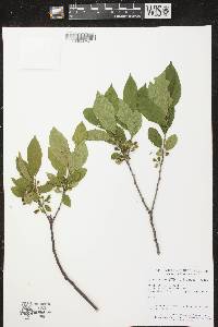 Rhamnus alnifolia image