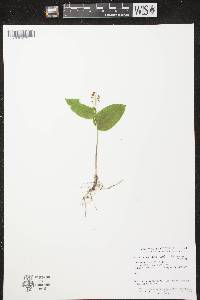 Maianthemum canadense image