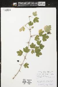 Ribes missouriense image