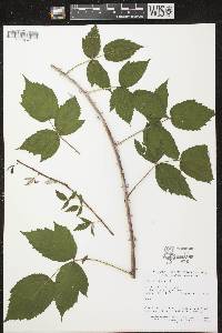 Rubus occidentalis image