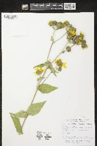 Silphium integrifolium image