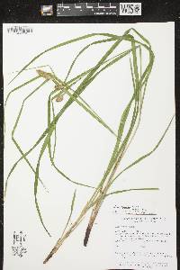 Carex typhina image