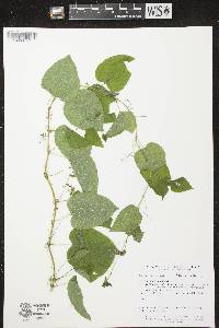 Smilax lasioneura image