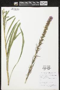 Liatris pycnostachya image