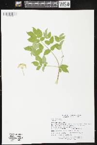 Aralia hispida image