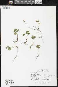 Oxalis montana image