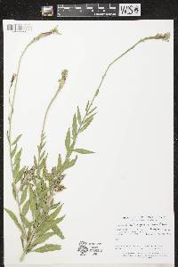 Oenothera gaura image