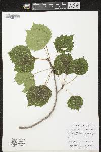 Populus grandidentata image