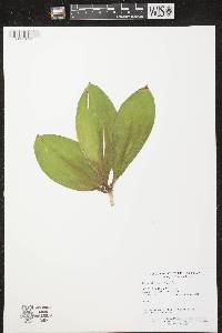 Clintonia borealis image