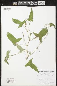 Persicaria arifolia image