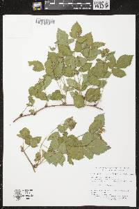 Rubus flagellaris image