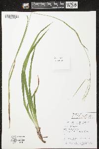 Carex arctata image