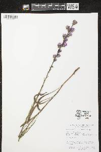 Liatris aspera image