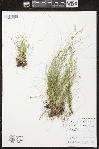 Carex eburnea image