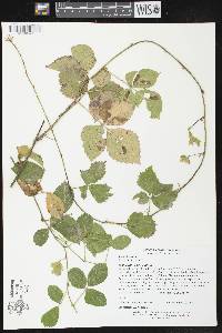 Rubus hispidus image