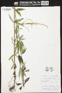 Veronicastrum virginicum image