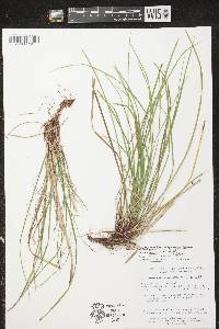 Carex pedunculata image