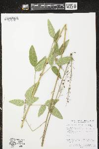 Desmodium illinoense image