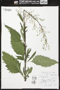 Scrophularia lanceolata image