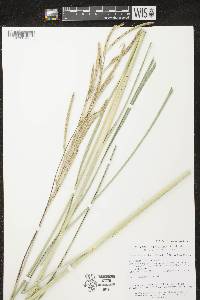 Spartina pectinata image