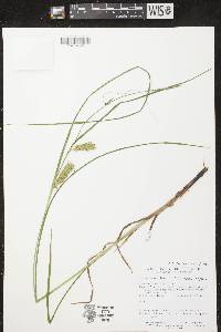 Carex tuckermanii image