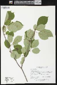 Prunus pensylvanica image