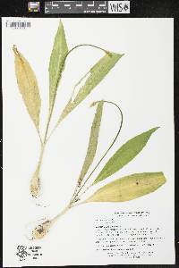 Allium tricoccum image