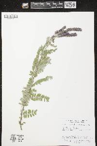 Amorpha canescens image