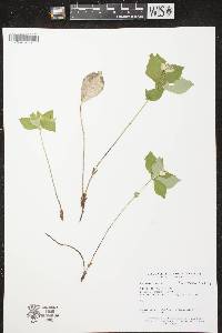 Cornus canadensis image