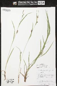 Carex grisea image