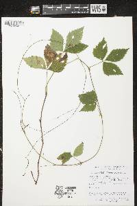 Rubus pubescens image