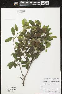 Ilex mucronata image