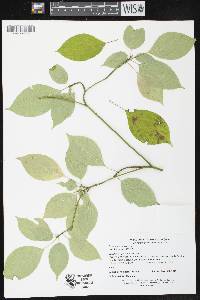 Cornus alternifolia image