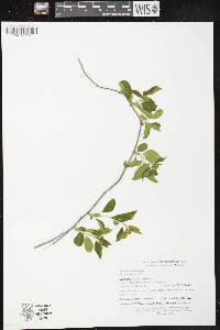 Celastrus scandens image