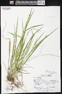 Carex leptonervia image