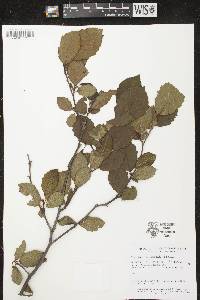 Alnus incana subsp. rugosa image