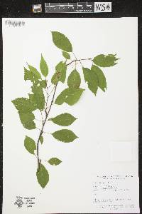 Prunus pensylvanica image