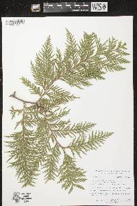 Thuja occidentalis image