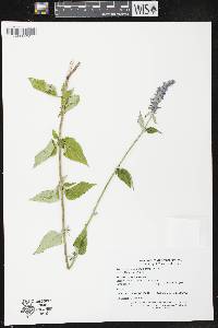 Agastache foeniculum image