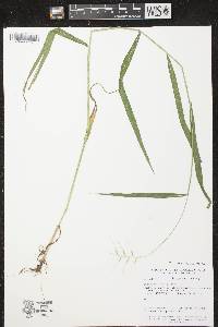 Elymus hystrix image