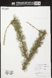 Larix laricina image