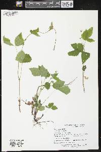 Rubus pubescens image