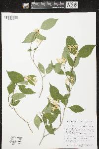 Cornus racemosa image