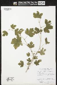 Ribes missouriense image