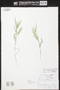 Dichanthelium villosissimum var. praecocius image