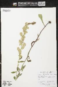 Solidago hispida image